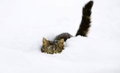 Понеділок, 25 березня - прийом замовлень тільки онлайн